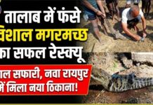 तालाब में फंसे विशाल मगरमच्छ का सफल रेस्क्यू, जंगल सफारी नवा रायपुर में मिला नया ठिकाना