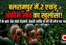 दुर्ग के बाद अब बलरामपुर में अफीम की खेती का खुलासा: 2 एकड़ खेत में मिली अवैध फसल, प्रशासन में हड़कंप