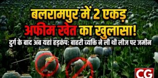 दुर्ग के बाद अब बलरामपुर में अफीम की खेती का खुलासा: 2 एकड़ खेत में मिली अवैध फसल, प्रशासन में हड़कंप