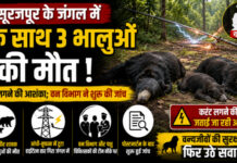 CG News: सूरजपुर के जंगल में एक साथ 3 भालुओं की मौत, करंट लगने की आशंका; वन विभाग ने शुरू की जांच News: