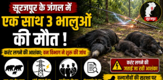 CG News: सूरजपुर के जंगल में एक साथ 3 भालुओं की मौत, करंट लगने की आशंका; वन विभाग ने शुरू की जांच News: