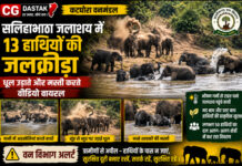 CG News: कटघोरा के सलिहाभाठा जलाशय में 13 हाथियों की जलक्रीड़ा, धूल उड़ाते और मस्ती करते वीडियो वायरल