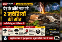 CG News: आकाशीय बिजली का कहर, पेड़ के नीचे चर रहे 2 मवेशियों की मौत; ग्रामीणों ने मुआवजे की मांग की