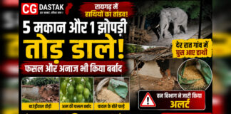 CG News: हाथियों का तांडव, 5 मकान और एक झोपड़ी तोड़ी, फसल और अनाज भी किया बर्बाद