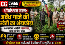 ऑपरेशन बाज: मुंगेली पुलिस ने पकड़ी अवैध गांजे की खेती, 60 वर्षीय आरोपी गिरफ्तार