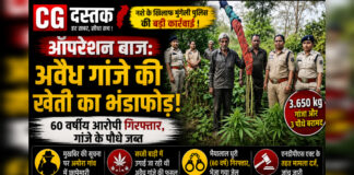 ऑपरेशन बाज: मुंगेली पुलिस ने पकड़ी अवैध गांजे की खेती, 60 वर्षीय आरोपी गिरफ्तार