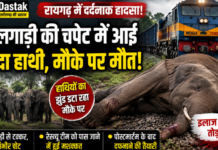 रायगढ़ में दर्दनाक हादसा: ट्रेन की टक्कर से हथिनी की मौत, वन विभाग भी नहीं पहुंच पाया पास