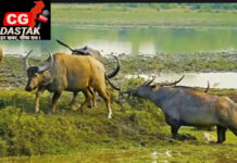40 साल बाद खुलेगा इंद्रावती टाइगर रिजर्व, अब पर्यटक देख सकेंगे बाघ और वन भैंसा