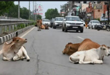 छत्तीसगढ़ में सड़क हादसों पर हाईकोर्ट सख्त, एक साल में 6,967 मौतों पर मांगा जवाब