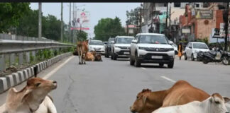 छत्तीसगढ़ में सड़क हादसों पर हाईकोर्ट सख्त, एक साल में 6,967 मौतों पर मांगा जवाब