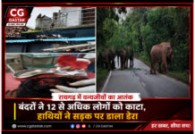 रायगढ़ में वन्यजीवों का डबल अटैक: बंदरों ने एक दर्जन लोगों को काटा, हाथियों ने हाईवे जाम कर दहशत फैलाई