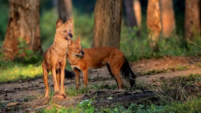 fve0rooo_udanti-sitanadi-tiger-reserve-indian-wild-dog-dhols-spotted-iucn-red-list-species_625x300_01_July_26