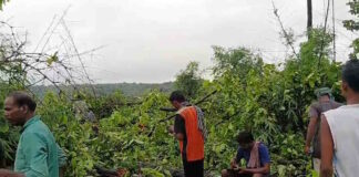 रायगढ़ में कोयला खदान के लिए 13,537 पेड़ों की कटाई को मंजूरी, तमनार में ग्रामीणों का विरोध