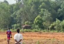 Surajpur News: वीडियो बना रहे युवकों पर दंतैल हाथी ने किया हमला, जान बचाकर भागे ग्रामीण