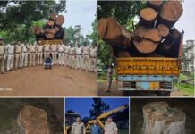 7 पेड़ों की शिकायत से खुला 9 लाख की लकड़ी तस्करी का खेल! कोरबा से रायपुर तक फैला नेटवर्क बेनकाब