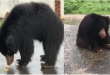 🐻 जनकपुर में दिनदहाड़े भालू की एंट्री से दहशत, स्कूलों के आसपास मंडराता खतरा; वन विभाग की सक्रियता पर सवाल