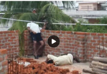 11 केवी लाइन की चपेट में आने से 2 मजदूरों की मौत, साथी को बचाने गया दूसरा श्रमिक भी झुलसा