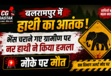 बलरामपुर में हाथी का आतंक: भैंस चराने गए ग्रामीण पर नर हाथी ने किया हमला, मौके पर मौत