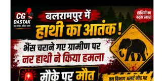 बलरामपुर में हाथी का आतंक: भैंस चराने गए ग्रामीण पर नर हाथी ने किया हमला, मौके पर मौत