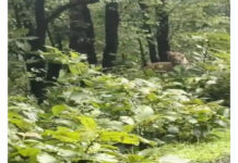 🐅 छत्तीसगढ़-महाराष्ट्र सीमा पर बाघ का आतंक: हमले में युवक की मौत, सड़क किनारे दिखा बाघ; वन विभाग ने जारी किया अलर्ट