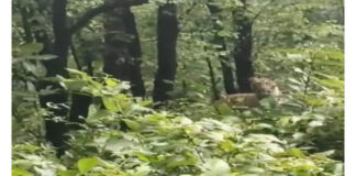 🐅 छत्तीसगढ़-महाराष्ट्र सीमा पर बाघ का आतंक: हमले में युवक की मौत, सड़क किनारे दिखा बाघ; वन विभाग ने जारी किया अलर्ट