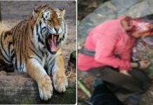 अचानकमार टाइगर रिजर्व में बाघिन का हमला, 23 वर्षीय युवक की मौत; प्रतिबंधित जंगल में गया था मशरूम लेने