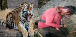 अचानकमार टाइगर रिजर्व में बाघिन का हमला, 23 वर्षीय युवक की मौत; प्रतिबंधित जंगल में गया था मशरूम लेने