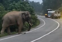 कोरबा में NH-130 पर हाथी का डेरा! करीब एक घंटे थमा ट्रैफिक, वाहनों की लगी लंबी कतार