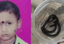 बिलासपुर में करैत सांप के डसने से 10 साल के बच्चे की मौत, बिस्तर में छिपा था सांप