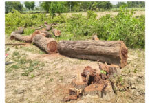 🚨 स्कूल परिसर में 26 की अनुमति, काट दिए 49 पेड़! प्रिंसिपल सस्पेंड, लकड़ी बेचने की रकम पर भी उठे सवाल