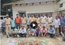 दंतेवाड़ा में पैंगोलिन तस्करी पर वन विभाग की बड़ी कार्रवाई, 6 आरोपी पकड़े; 14 किलो खाल और शल्क बरामद