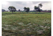 रायगढ़ में चक्रवात का असर जारी, आज भी स्कूलों में छुट्टी; बारिश से धान की फसल को नुकसान