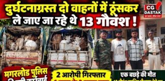 धमतरी में गौवंश तस्करी का खुलासा, दो वाहनों में मिले 13 गौवंश; 2 आरोपी गिरफ्तार