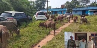 जशपुर में कंटेनर से 65 गौवंश बरामद, 2 की मौत; झारखंड का आरोपी गिरफ्तार